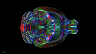 The atlas combines three different types of high-resolution images to provide a view of the mouse brain like never before.